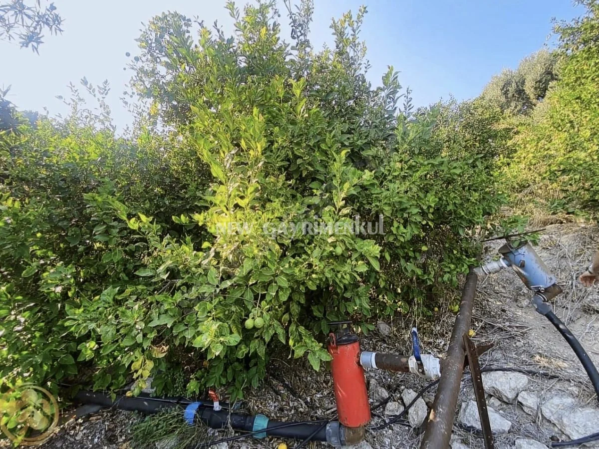 Erdemli Kargıcak’ta Satılık Verimli 7.631 m² Limon Bahçesi