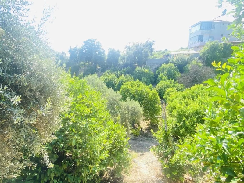 Kargıcak’ta Satılık 2572 m² Limon Bahçesi – Müstakil Yaşam