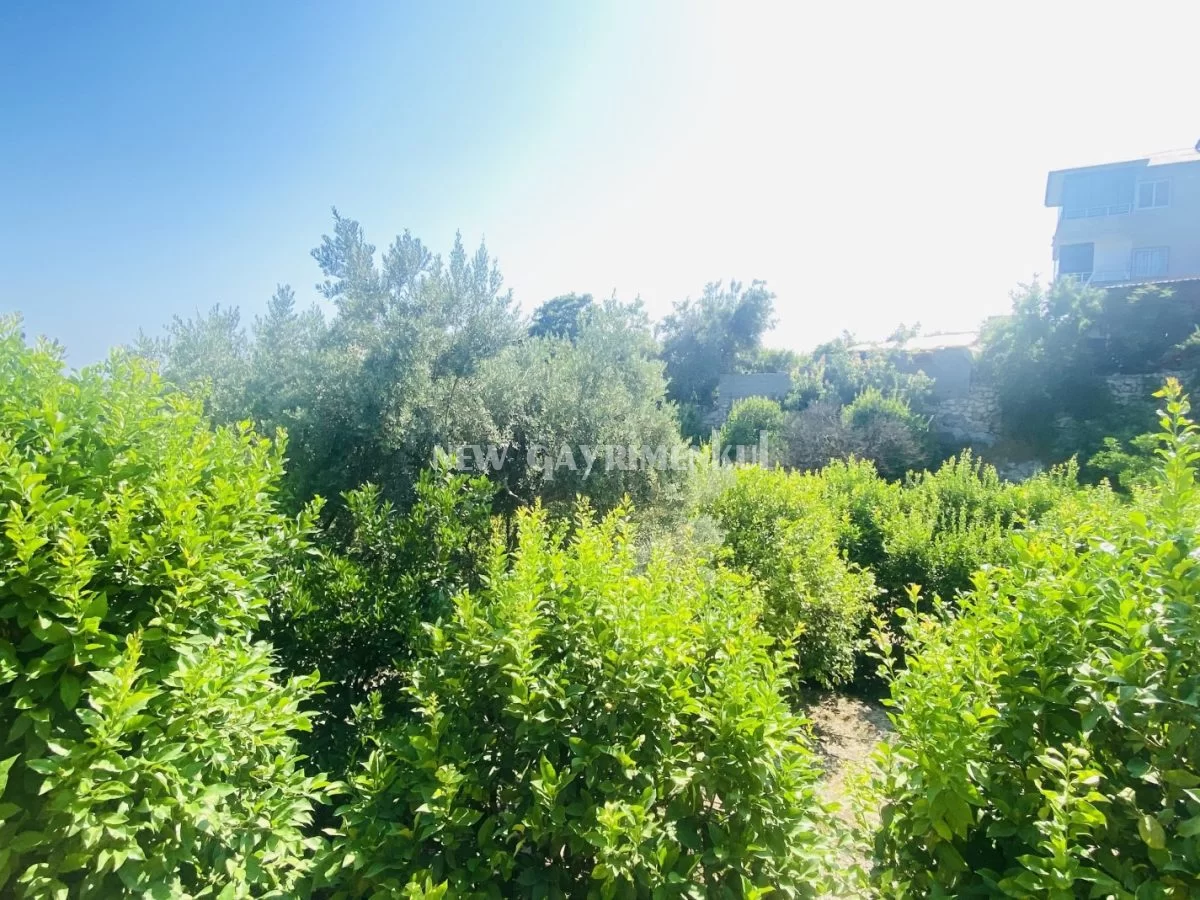 Kargıcak’ta Satılık 2572 m² Limon Bahçesi – Müstakil Yaşam